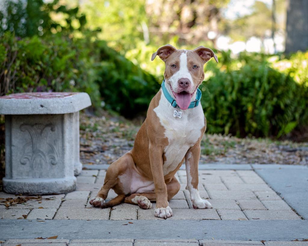 Enlarge Millie, a Adoptable Pit Bull Terrier in Saint Petersburg, FL image 1/2
