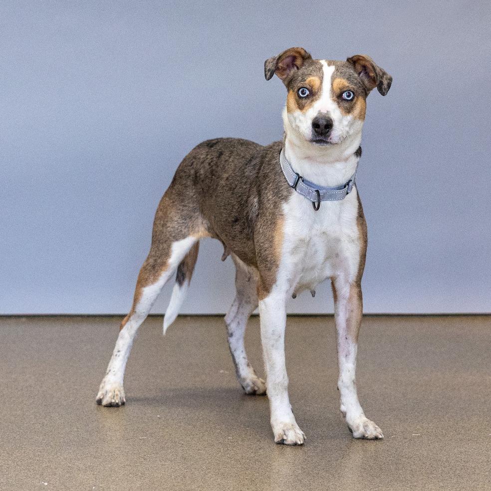 Enlarge Harper, a Adoptable mixed breed in Council Bluffs, IA image 1/3