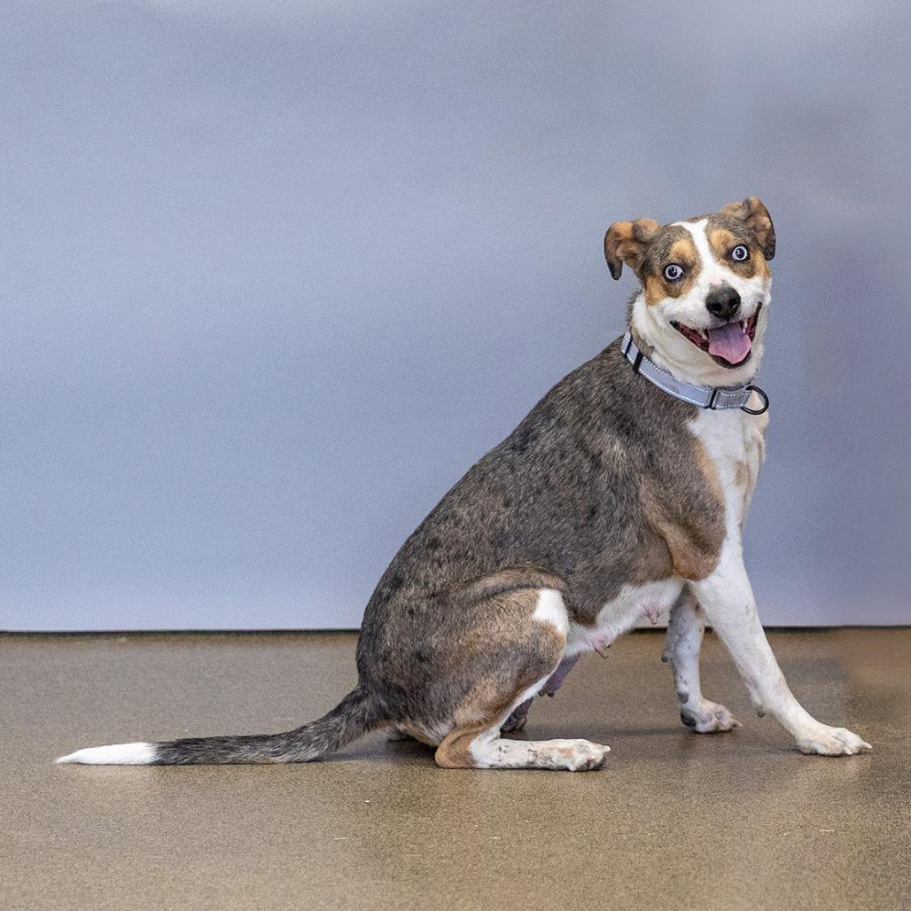 Enlarge Harper, a Adoptable mixed breed in Council Bluffs, IA image 2/3
