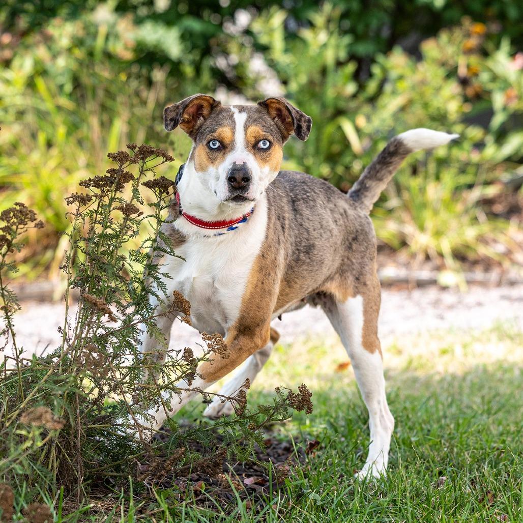 Harper, a Adoptable mixed breed in Council Bluffs, IA image 3/6