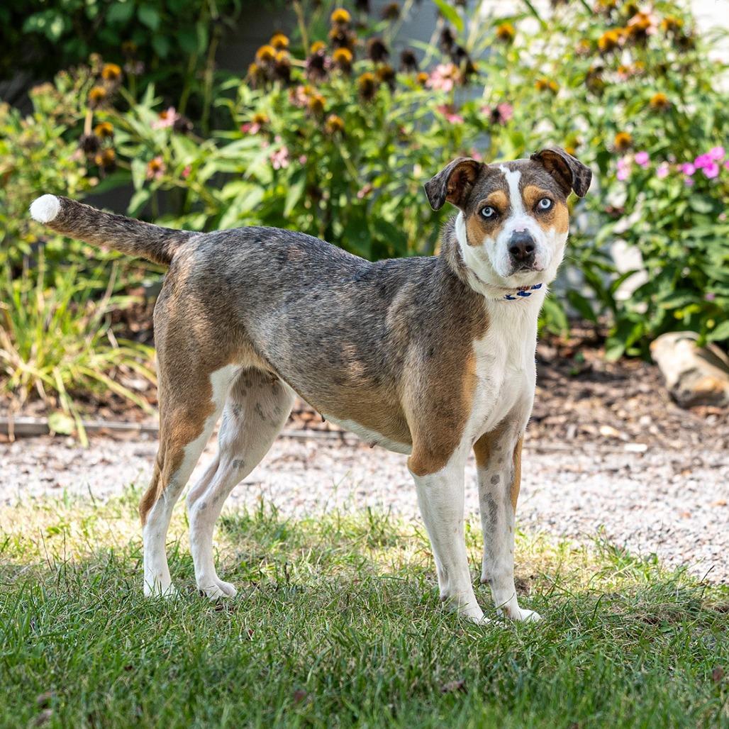 Harper, a Adoptable mixed breed in Council Bluffs, IA image 4/6