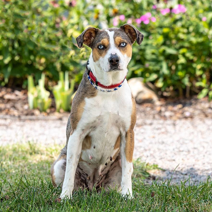 Harper, a Adoptable mixed breed in Council Bluffs, IA image 5/6