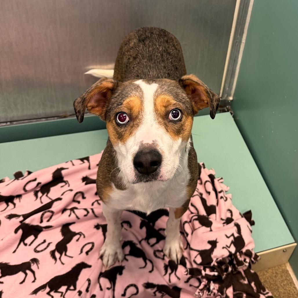 Enlarge Harper, a Adoptable mixed breed in Council Bluffs, IA image 3/3