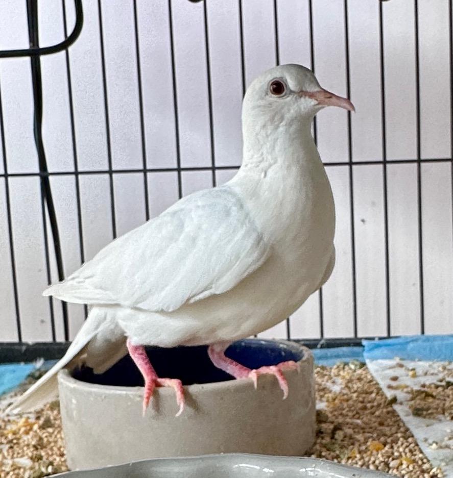 Enlarge Sibby, a Adopted Dove in San Francisco, CA image 1/1