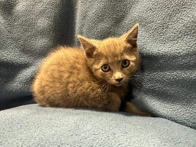 Enlarge Sutton, a ADOPTABLE Domestic Short Hair in Webster City, IA image 1/1