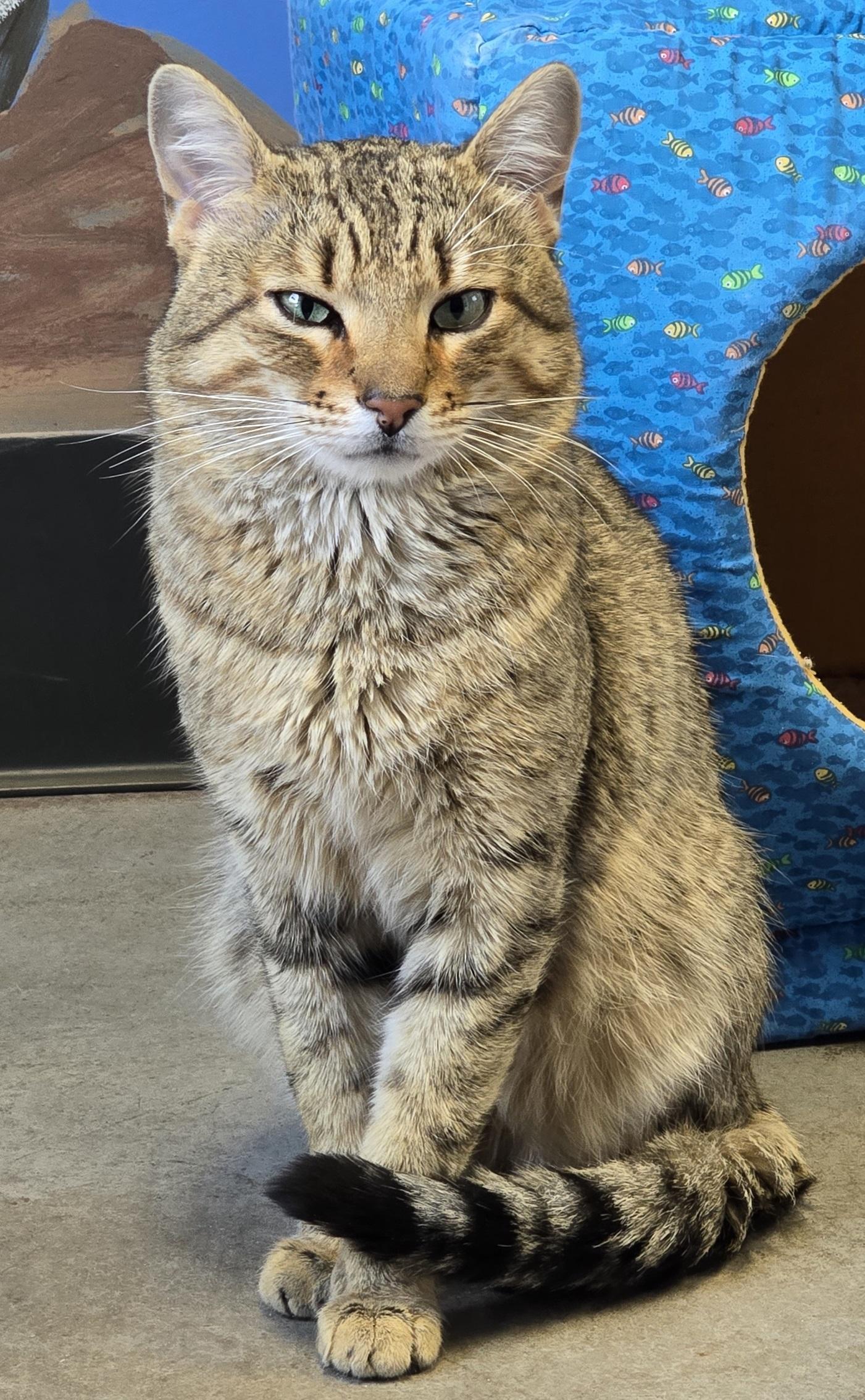 Enlarge Shay, an adopted mixed breed in Payson, AZ image 2/3