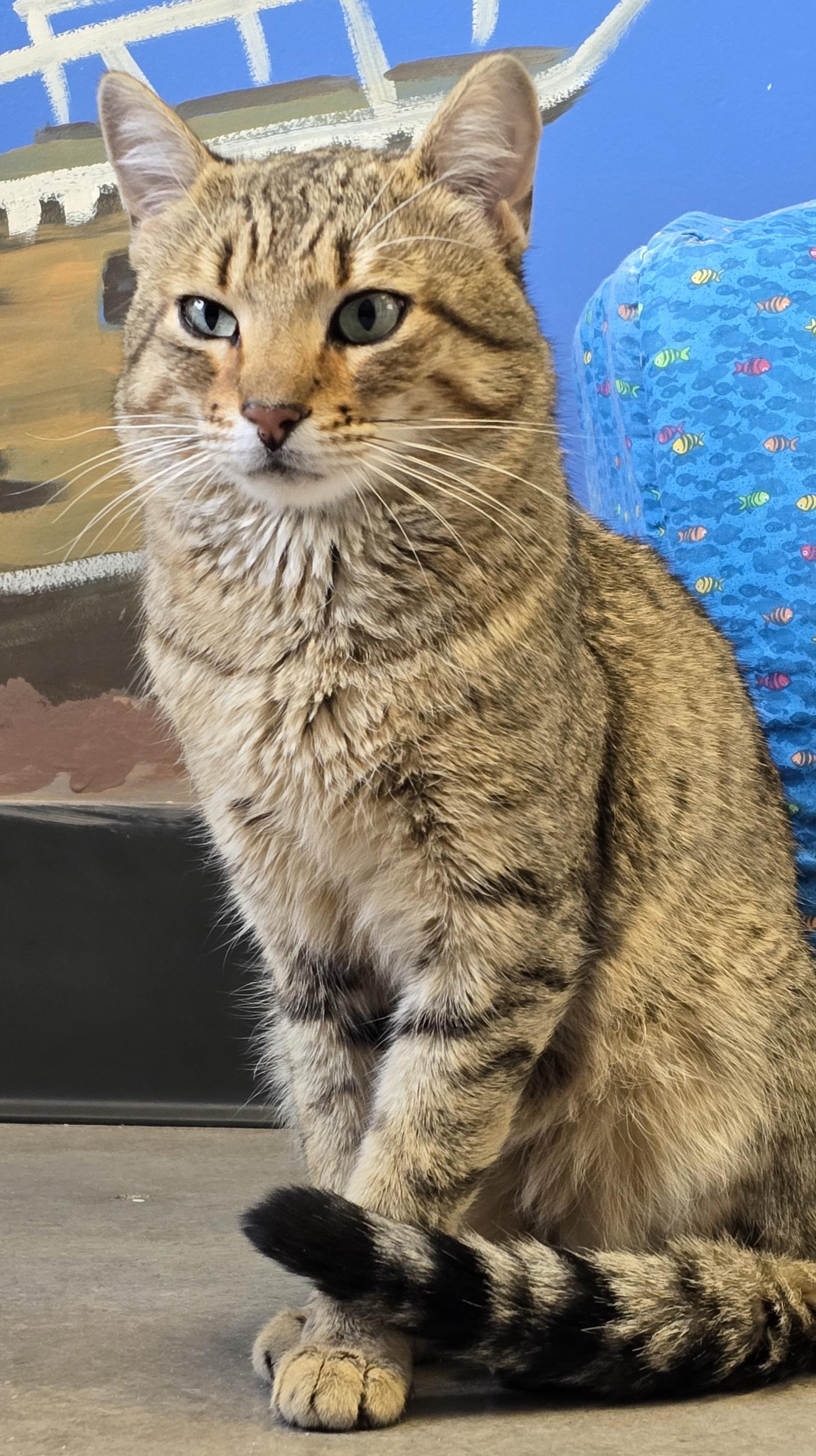 Enlarge Shay, an adopted mixed breed in Payson, AZ image 3/3