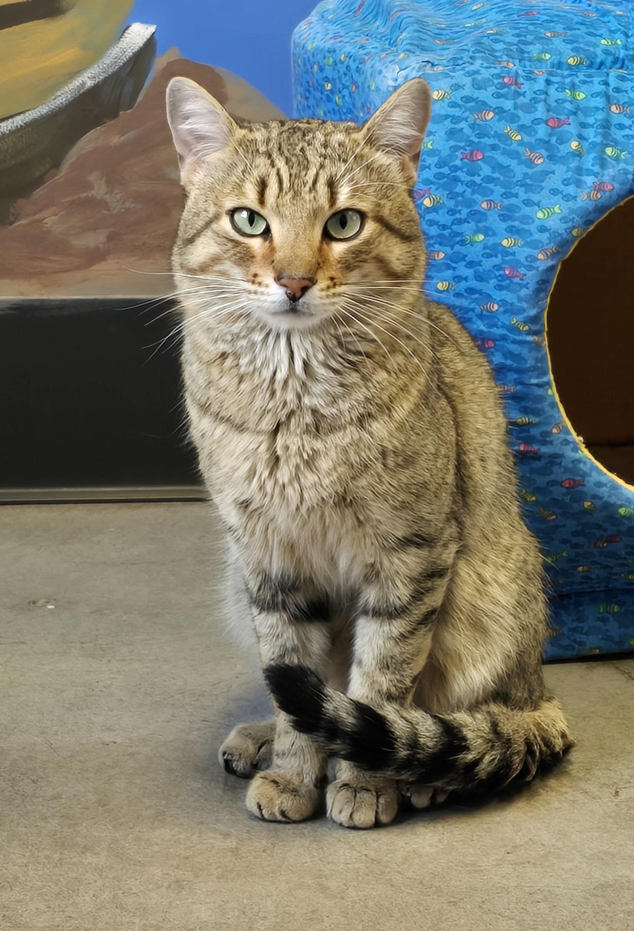 Enlarge Shay, an adopted mixed breed in Payson, AZ image 1/3