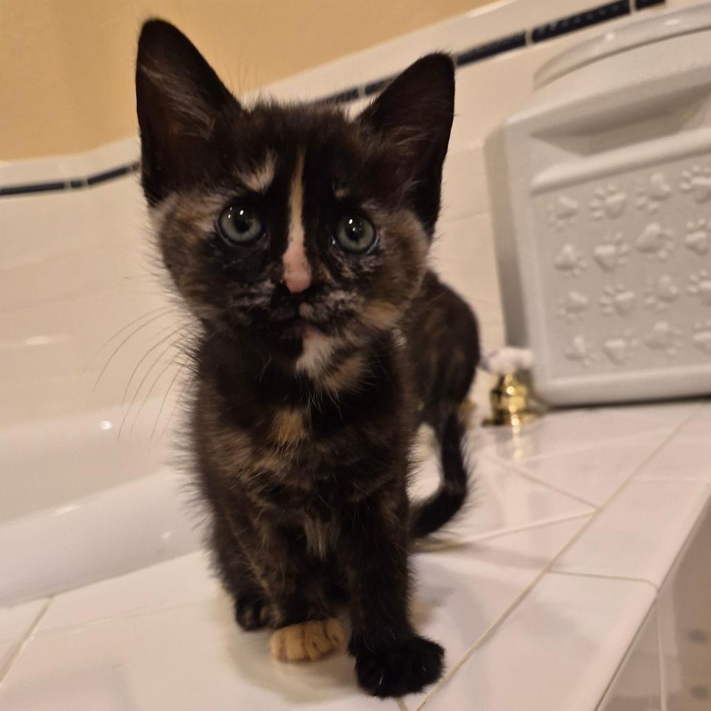 Robin, Adoptable, Kitten Female Domestic Medium Hair.
