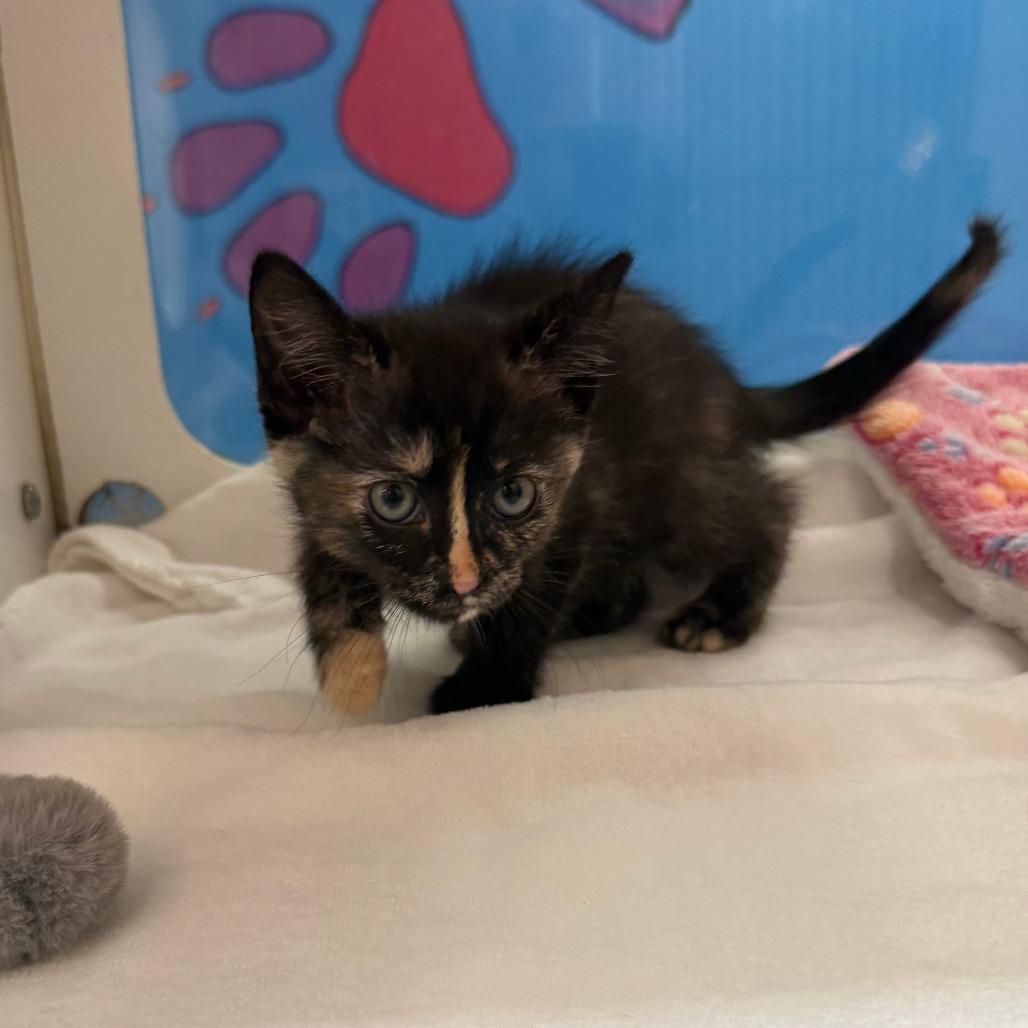 Enlarge Robin, a Adoptable Domestic Medium Hair in Cheyenne, WY image 2/5