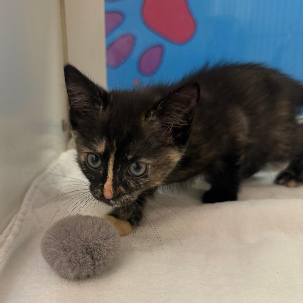 Enlarge Robin, a Adoptable Domestic Medium Hair in Cheyenne, WY image 3/5