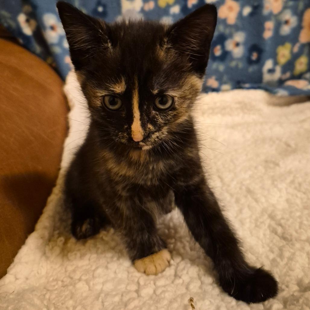 Enlarge Robin, a Adoptable Domestic Medium Hair in Cheyenne, WY image 4/5