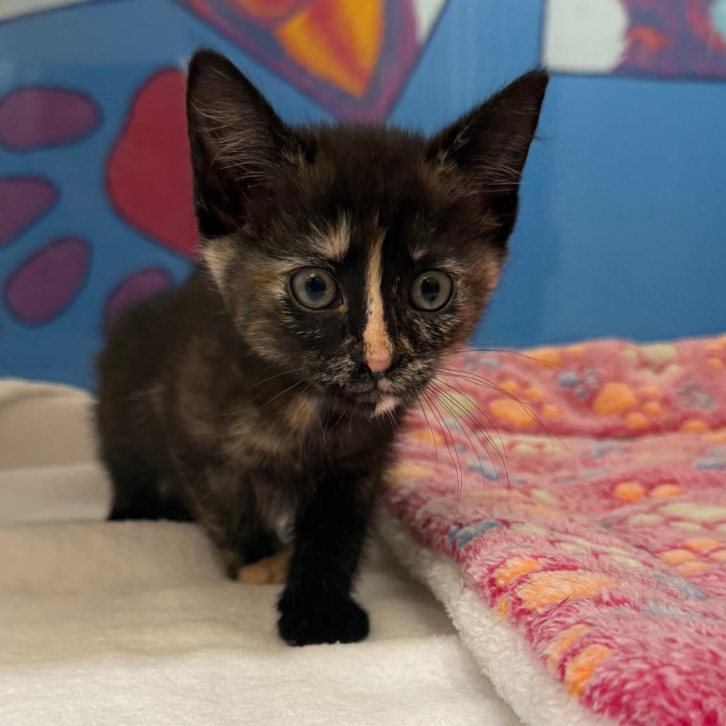 Enlarge Robin, a Adoptable Domestic Medium Hair in Cheyenne, WY image 5/5