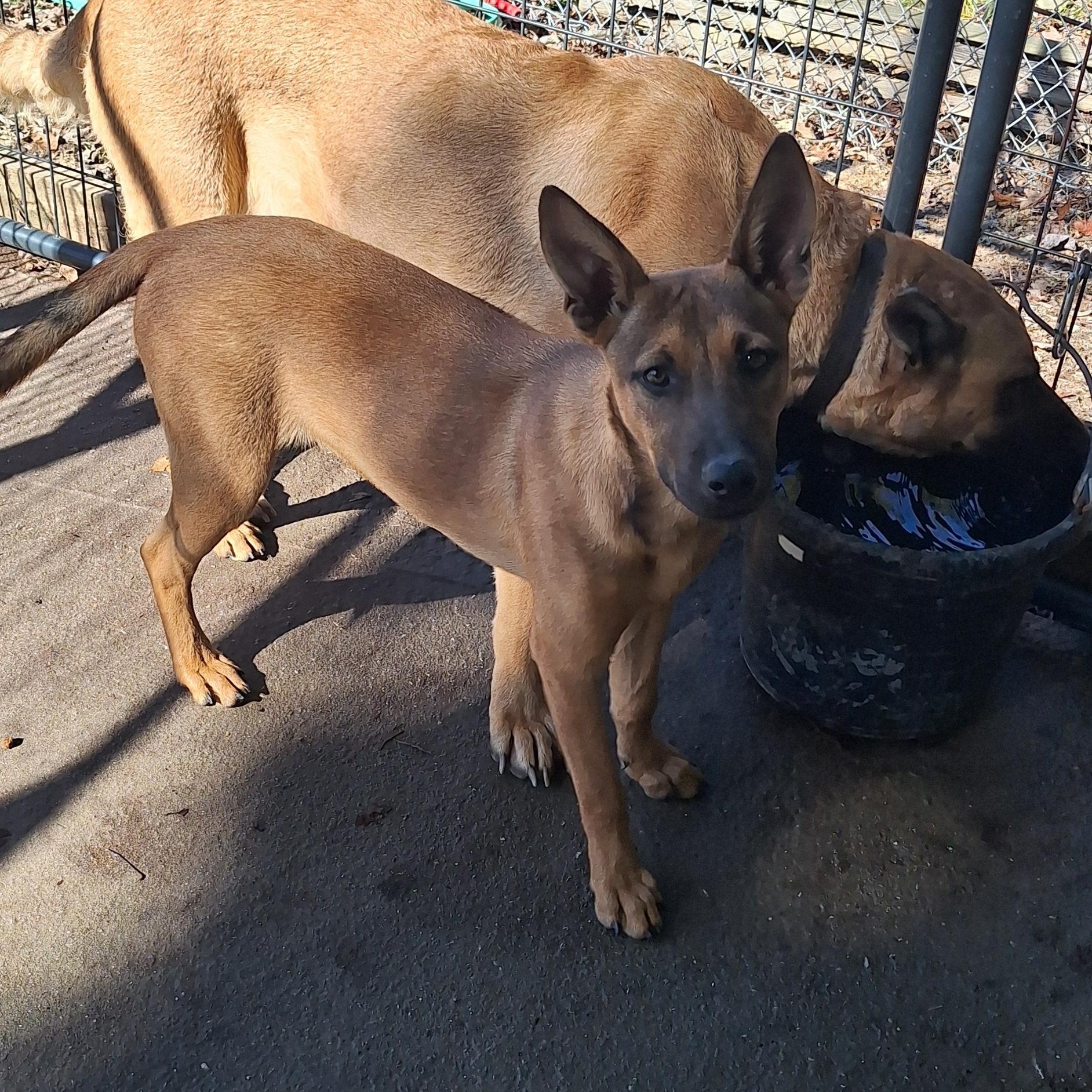 Enlarge Young Mae, a Adoptable mixed breed in Clay City, KY image 1/6