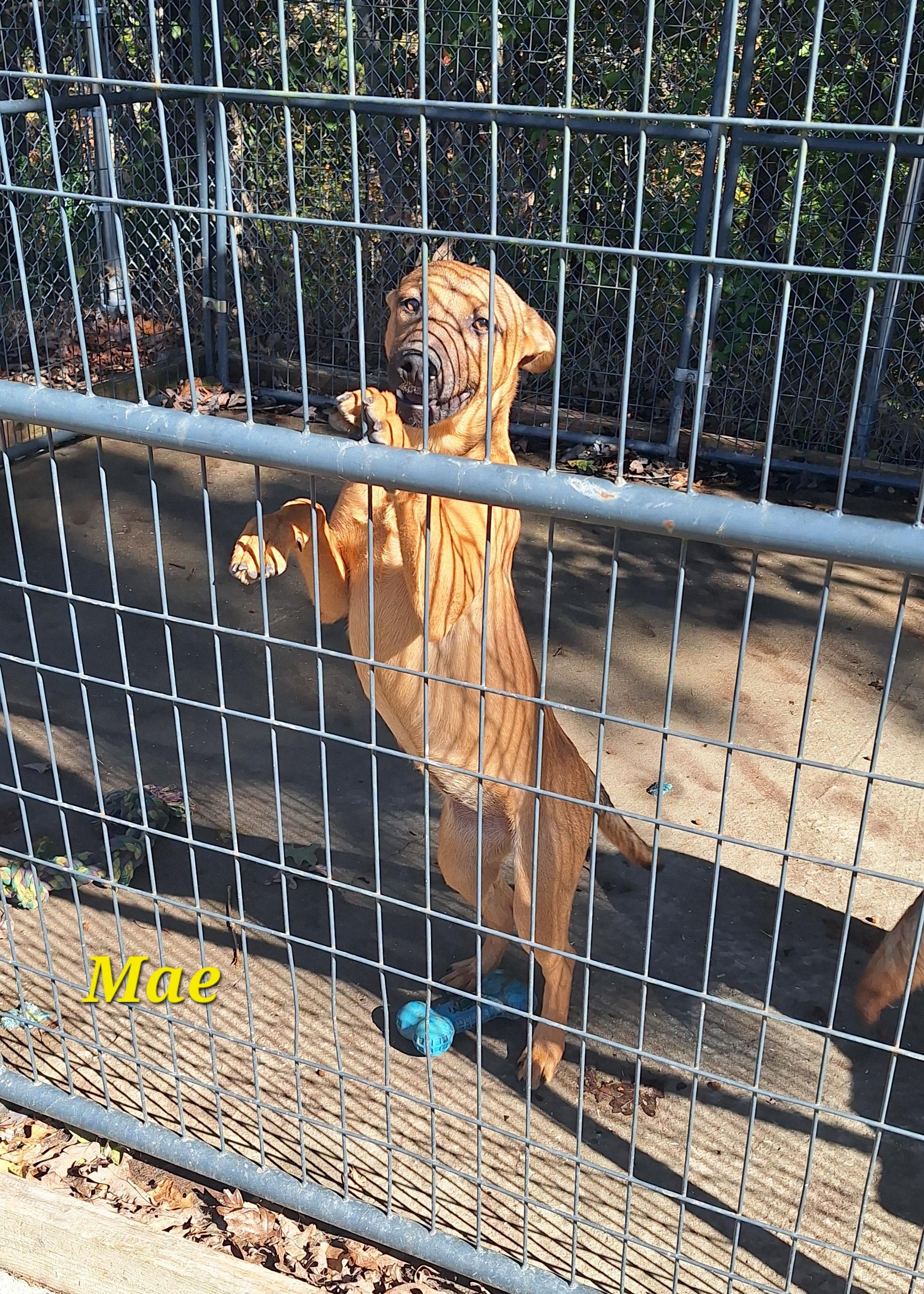 Enlarge Young Mae, a Adoptable mixed breed in Clay City, KY image 5/6