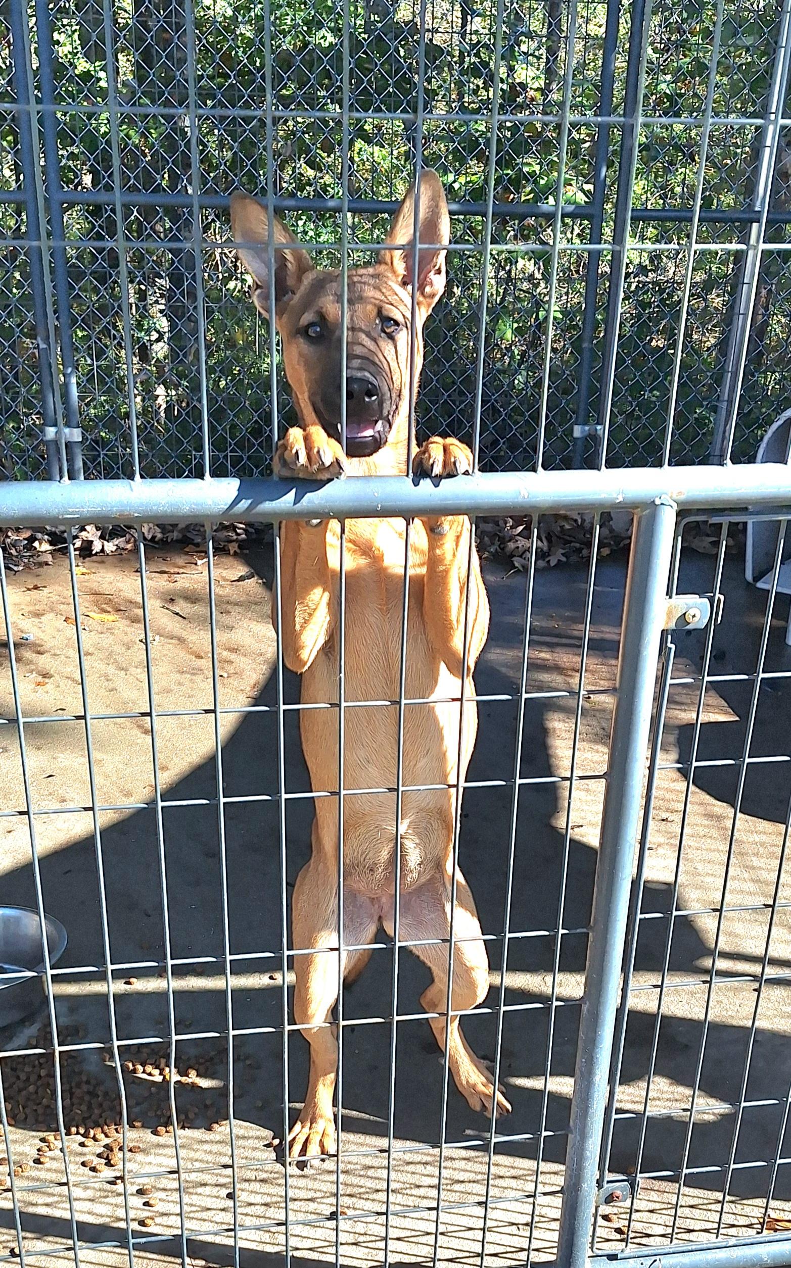 Enlarge Young Mae, a Adoptable mixed breed in Clay City, KY image 3/6