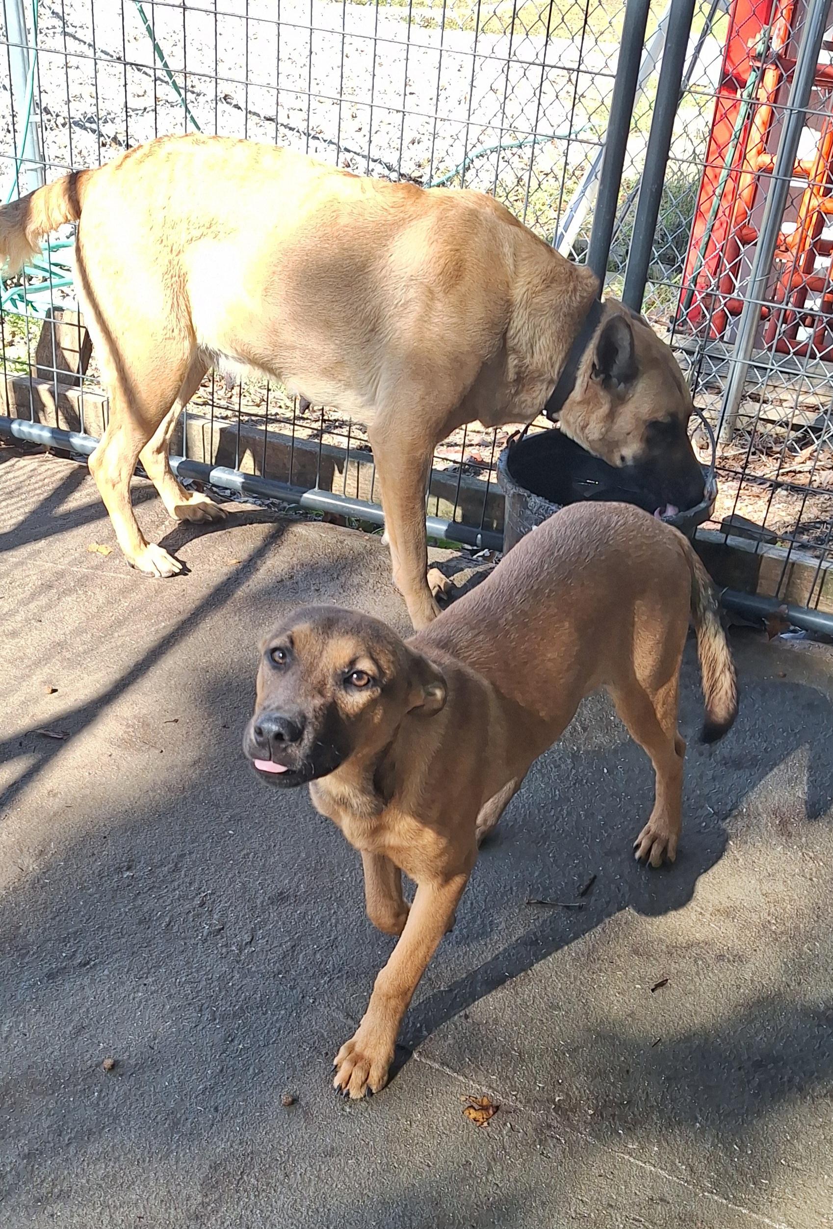 Enlarge Young Mae, a Adoptable mixed breed in Clay City, KY image 2/6