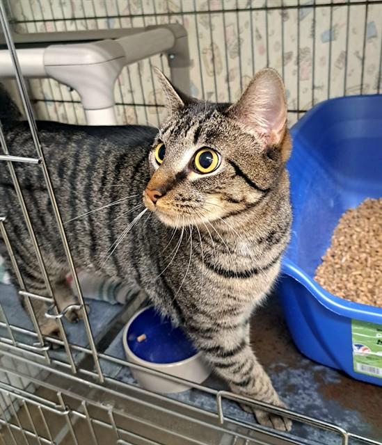 Enlarge PROMISE, a Adoptable Domestic Short Hair in Easton, MD image 1/1