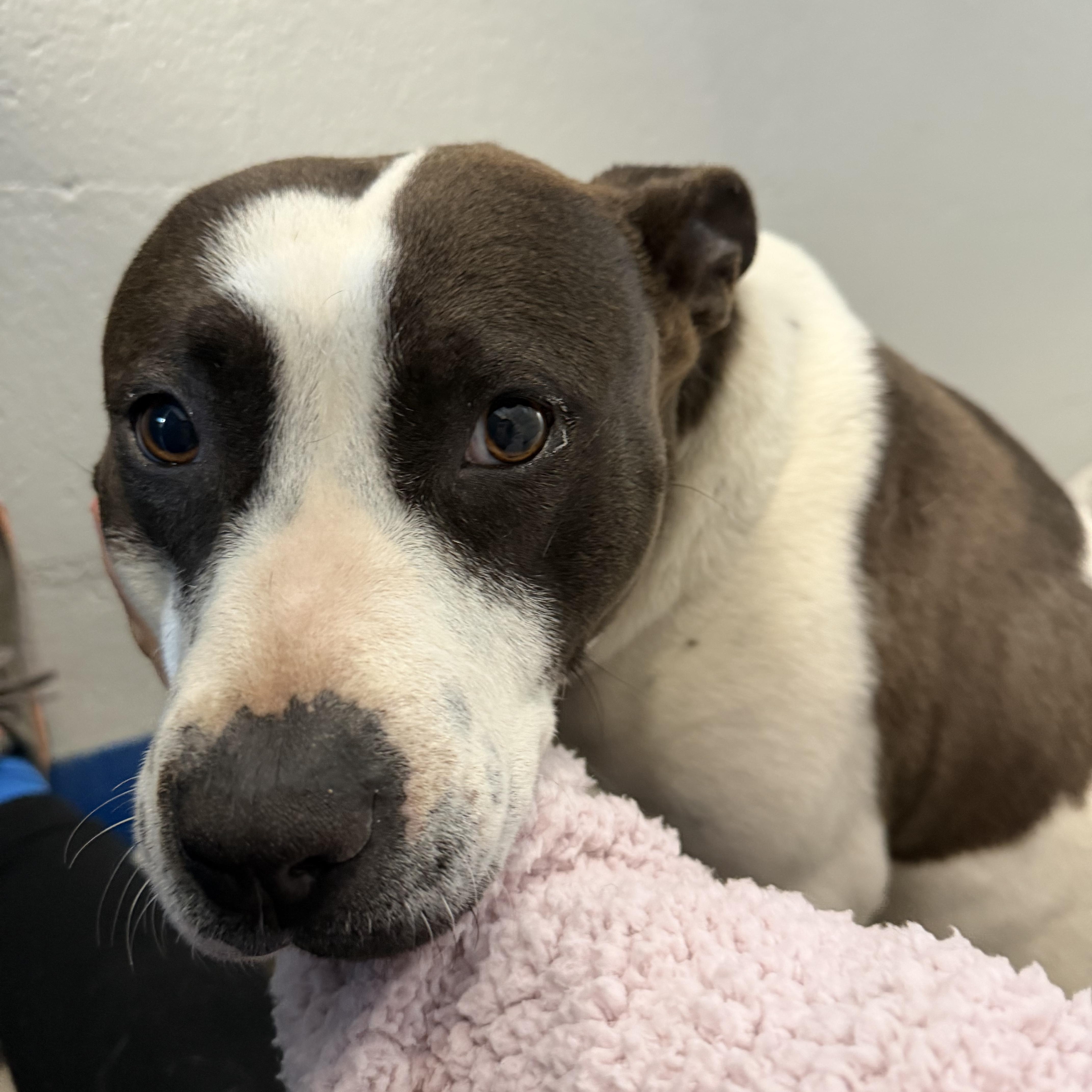 Enlarge Diamond , a ADOPTABLE mixed breed in Lancaster, SC image 3/4