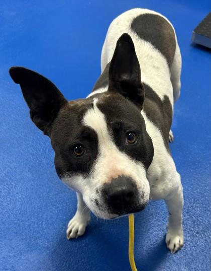 Enlarge Diamond , a ADOPTABLE mixed breed in Lancaster, SC image 2/4