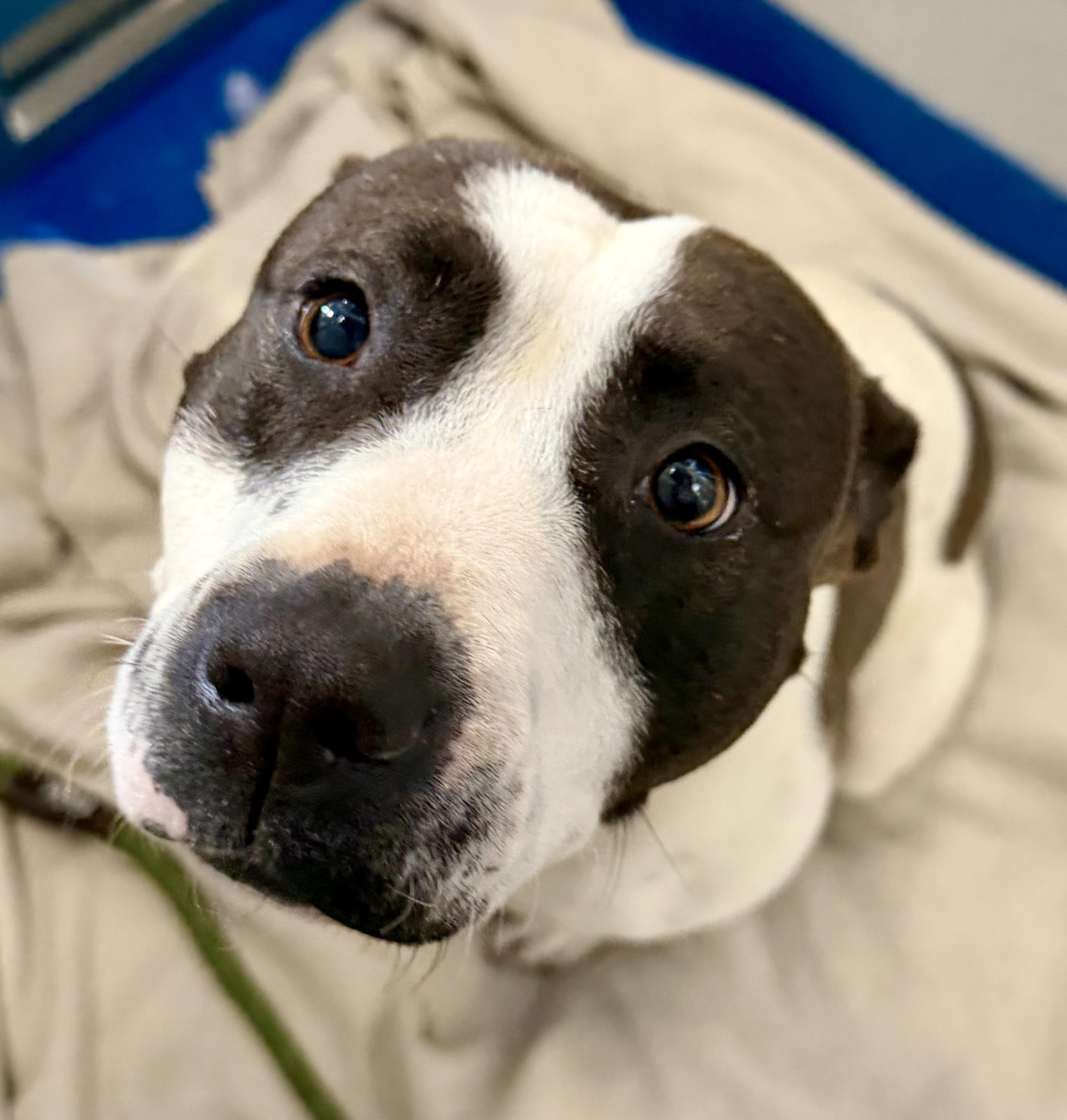 Enlarge Diamond , a ADOPTABLE mixed breed in Lancaster, SC image 1/4