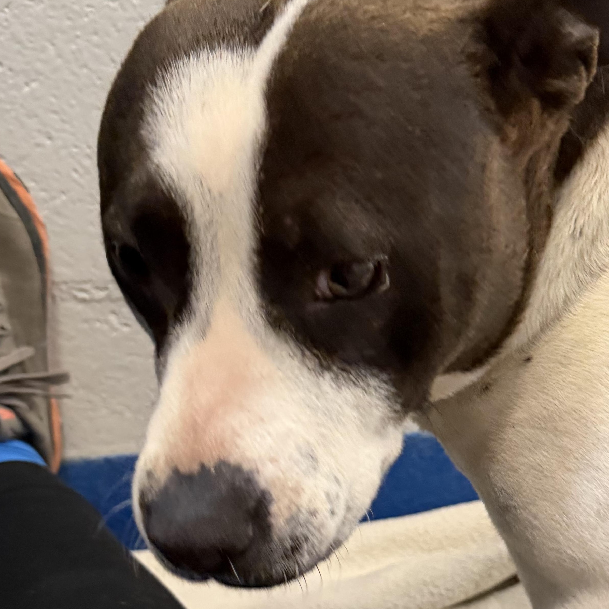 Enlarge Diamond , a ADOPTABLE mixed breed in Lancaster, SC image 4/4