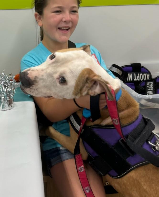 Jace, Adult Male Pit Bull Terrier