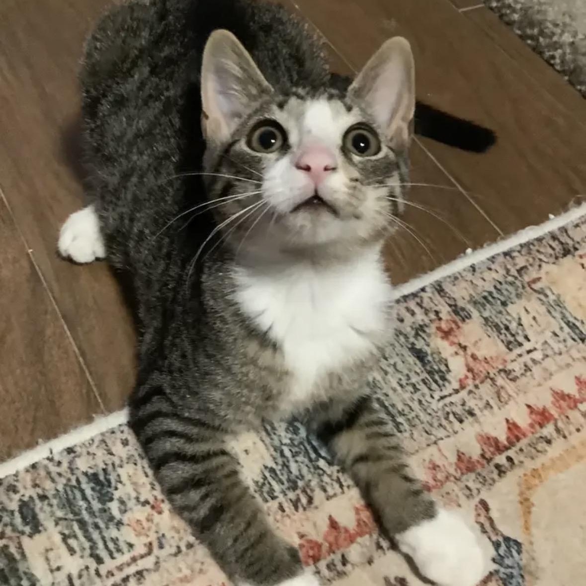 Tiger, Adoptable, Kitten Male Tabby.
