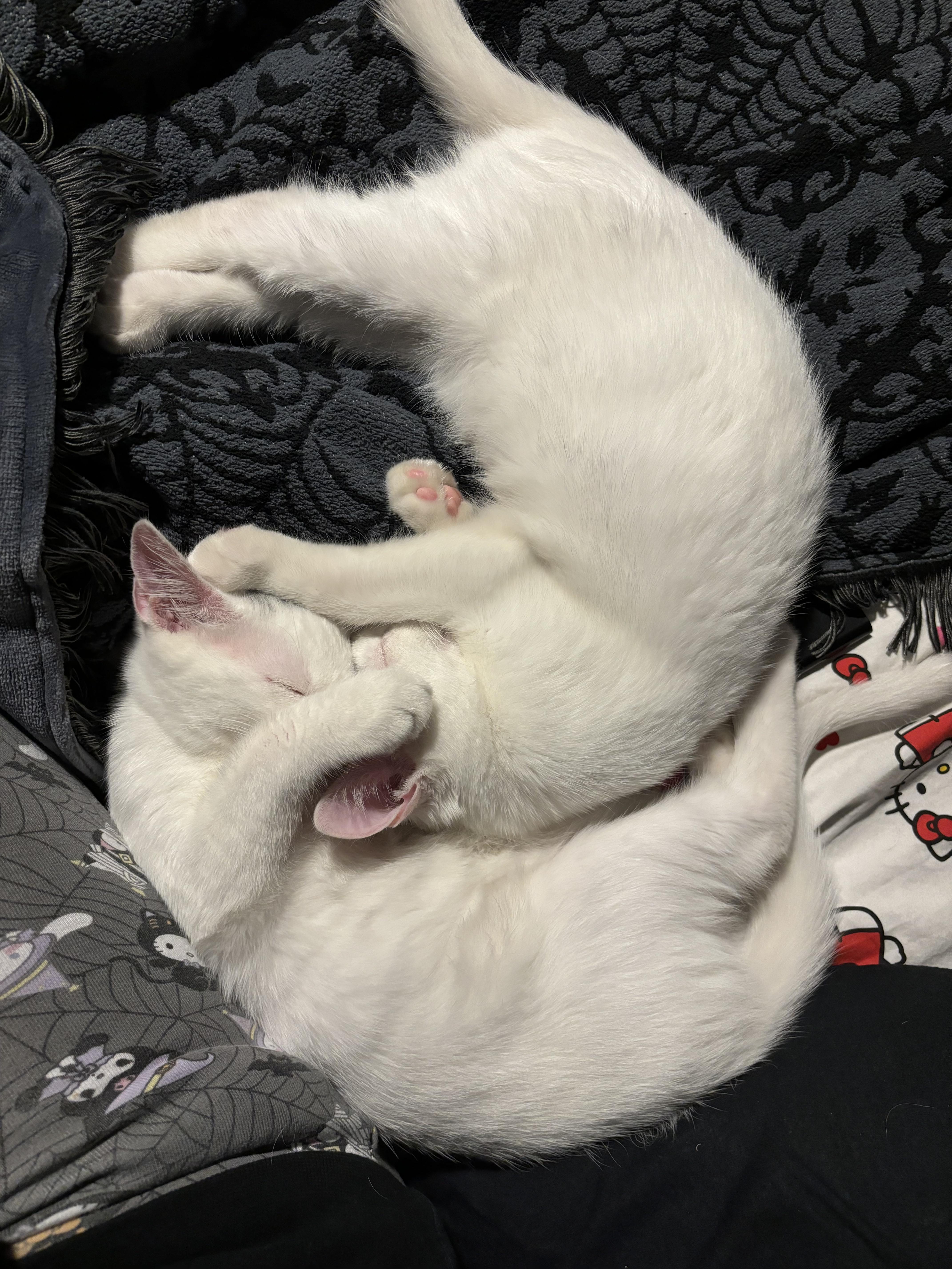 Enlarge Bo, a Adopted Domestic Short Hair in New Haven, CT image 1/2