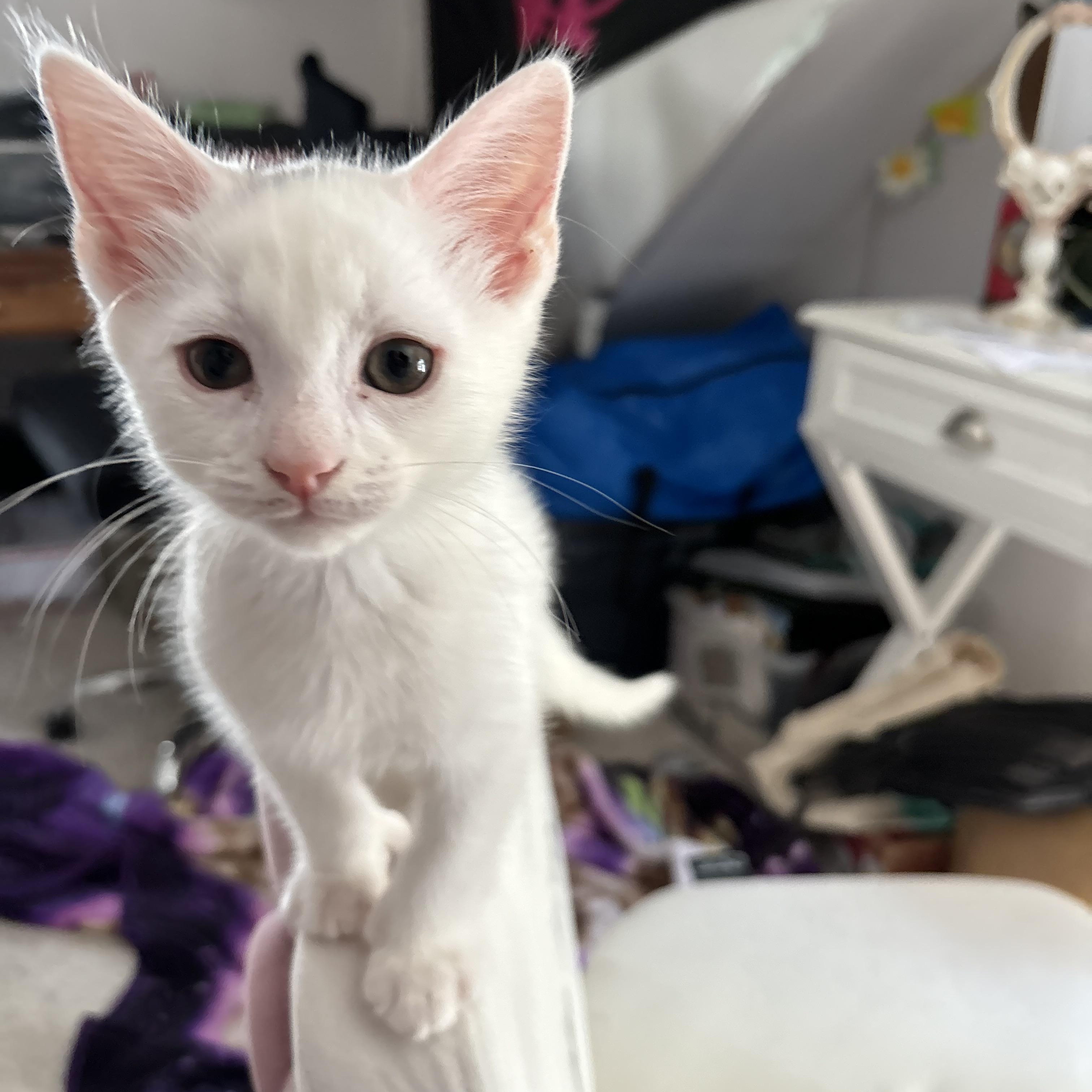 Enlarge Bo, a Adopted Domestic Short Hair in New Haven, CT image 2/2