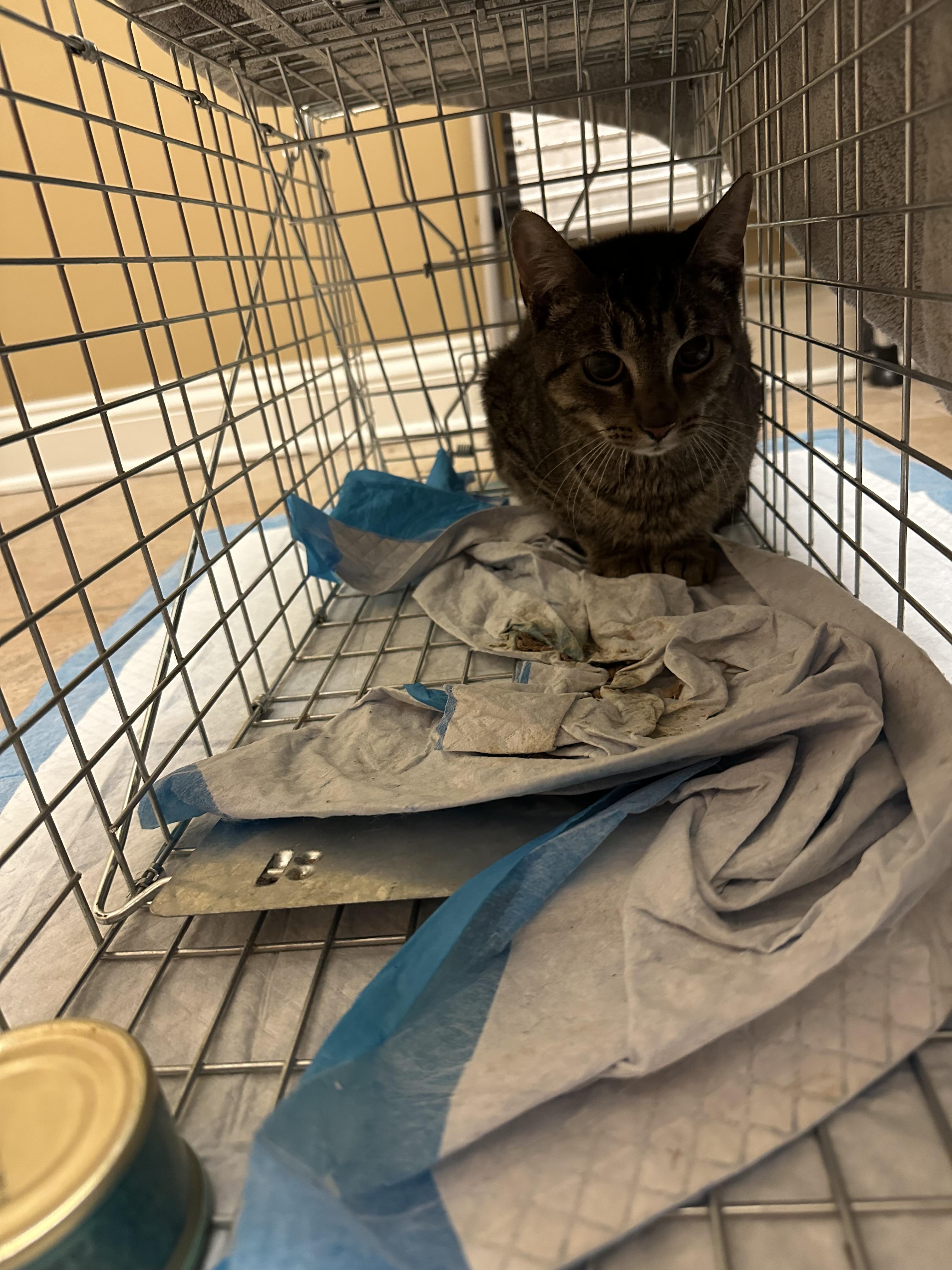 CocoPuff - TNR, Adopted, Young Male American Shorthair.