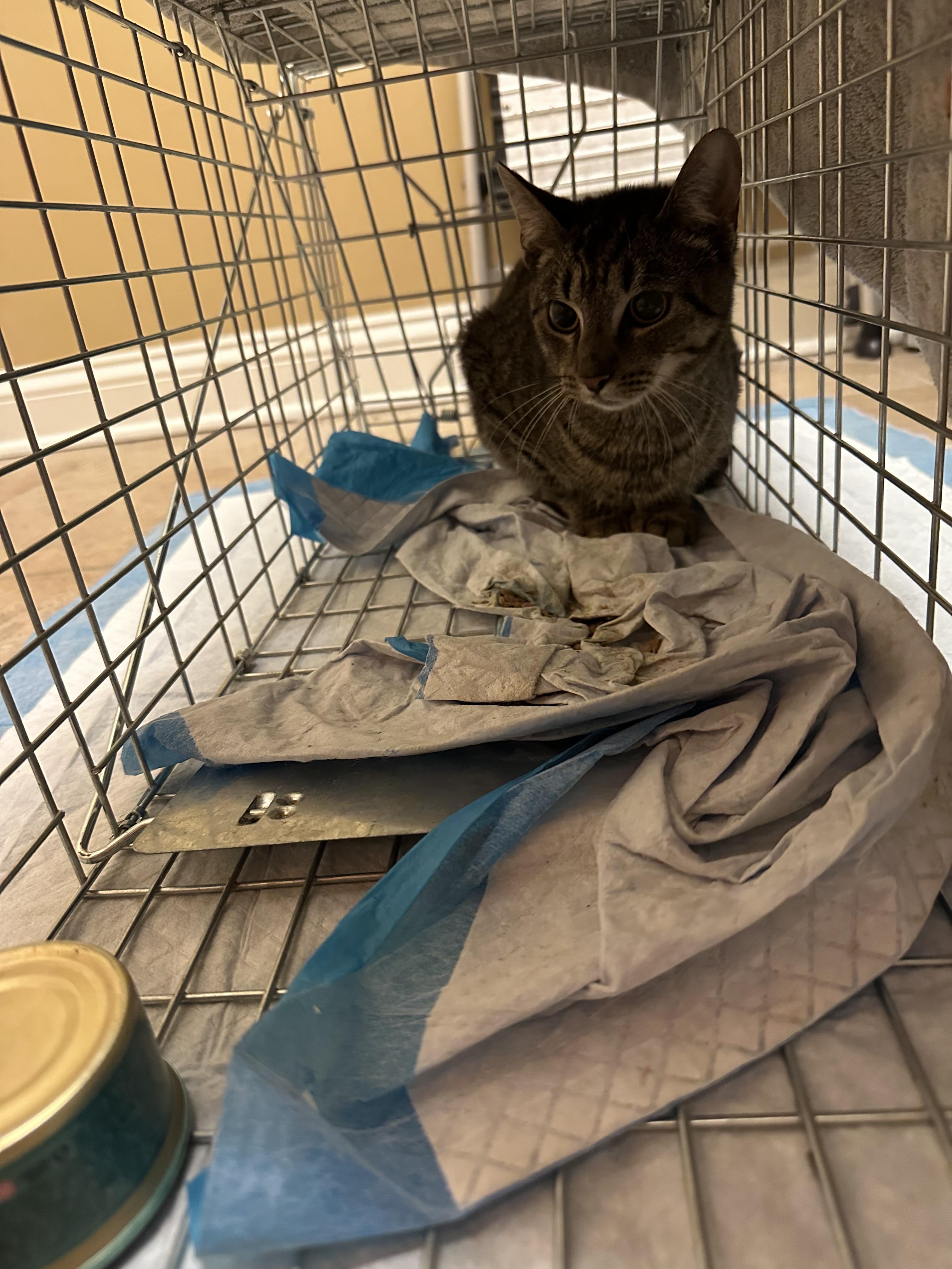 Enlarge CocoPuff - TNR, a Adopted American Shorthair in Davidson, NC image 2/3