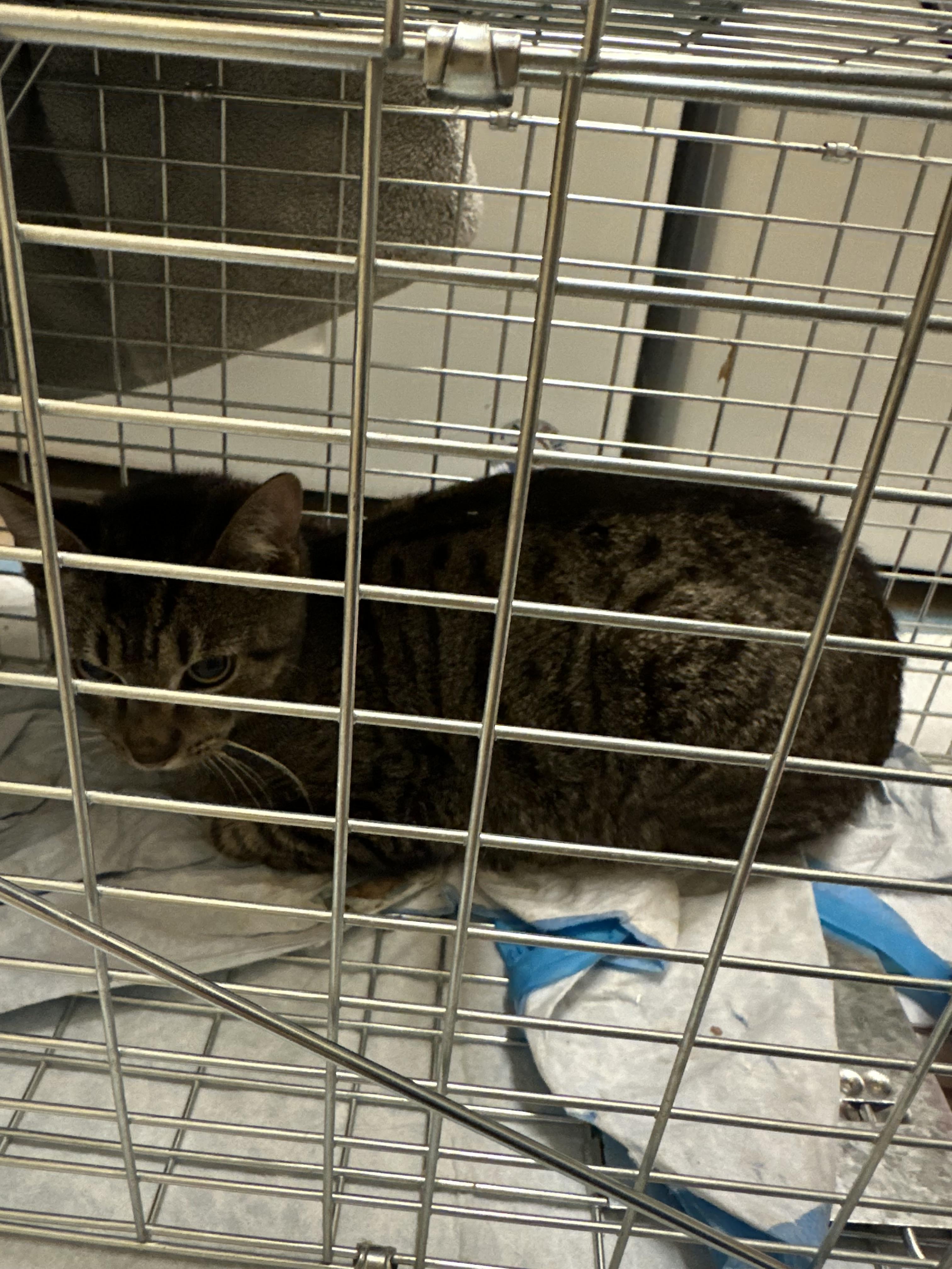 Enlarge CocoPuff - TNR, a Adopted American Shorthair in Davidson, NC image 3/3