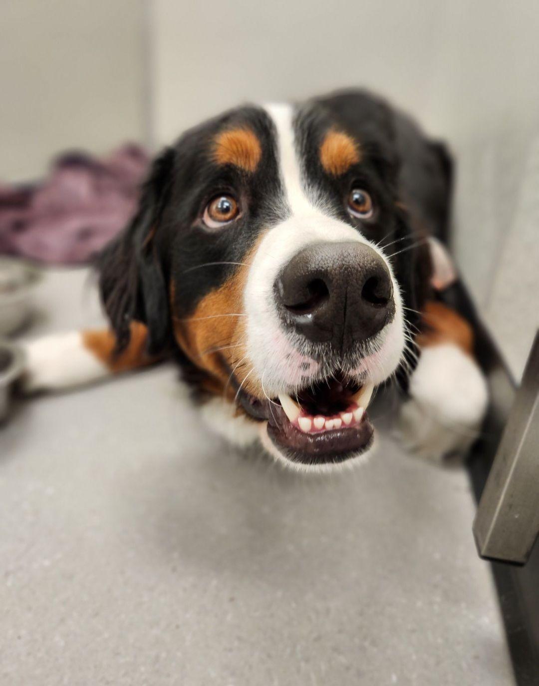 Bolt, ADOPTABLE, Young Male Bernese Mountain Dog.