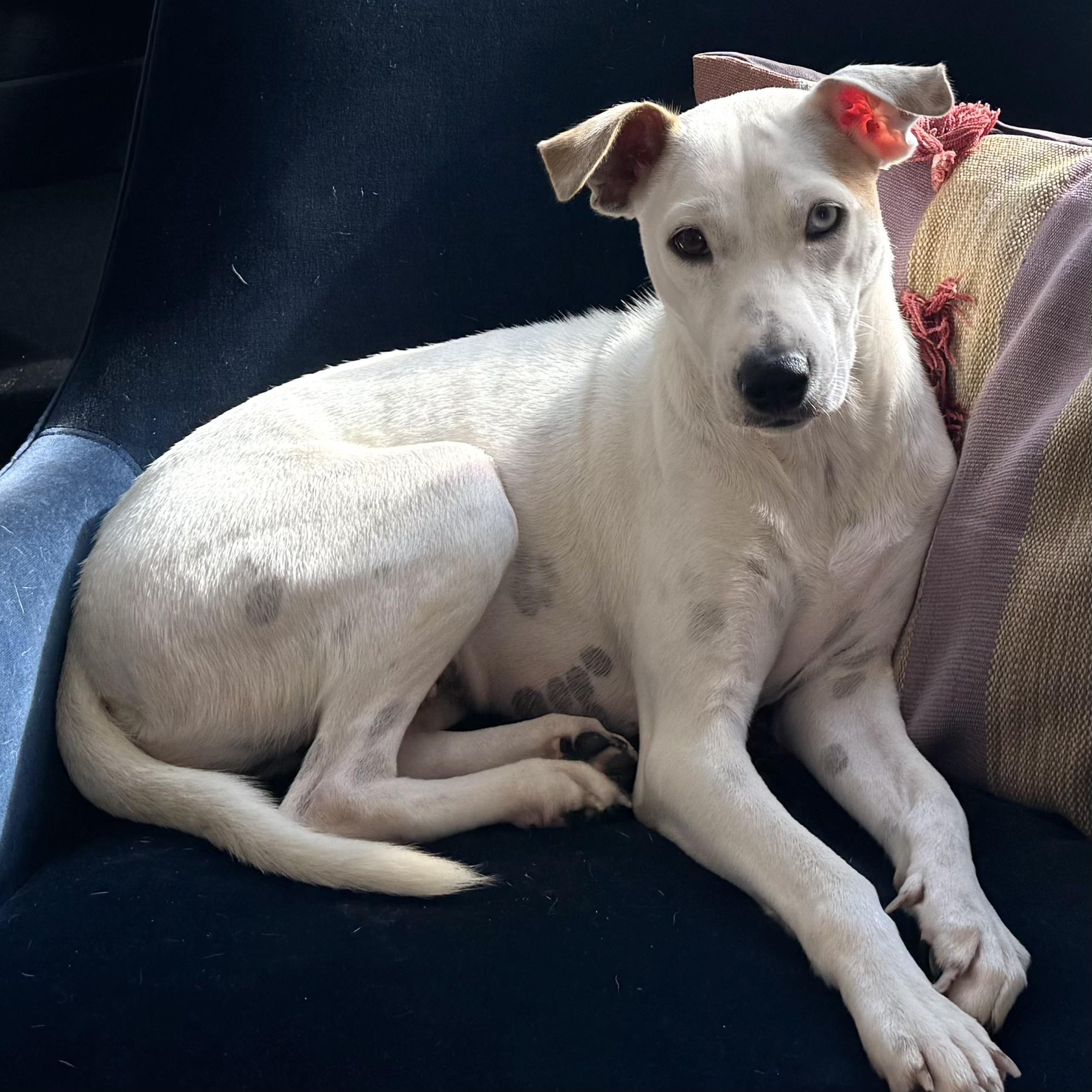 Brie, ADOPTABLE, Adult • Female, Labrador Retriever.