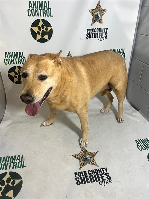 SHEBA SMILES, Adoptable, Senior Female Labrador Retriever & Mixed Breed.