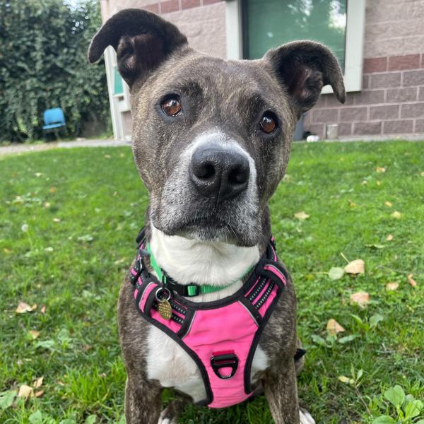 Nena, a Adoptable mixed breed in Oakland, CA image 1/6