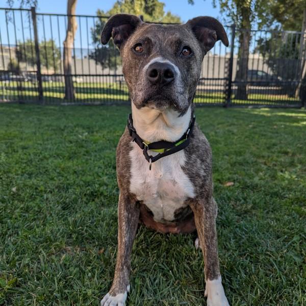 Nena, a Adoptable mixed breed in Oakland, CA image 2/6