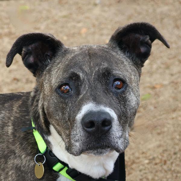Nena, a Adoptable mixed breed in Oakland, CA image 3/6