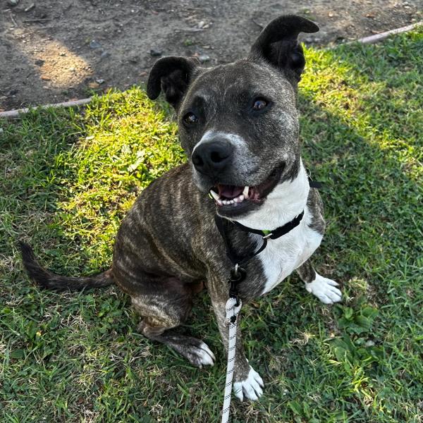 Nena, a Adoptable mixed breed in Oakland, CA image 4/6