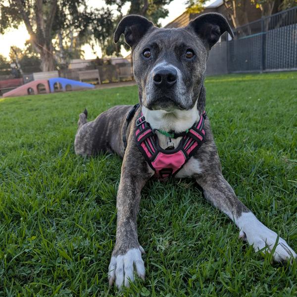 Nena, a Adoptable mixed breed in Oakland, CA image 5/6