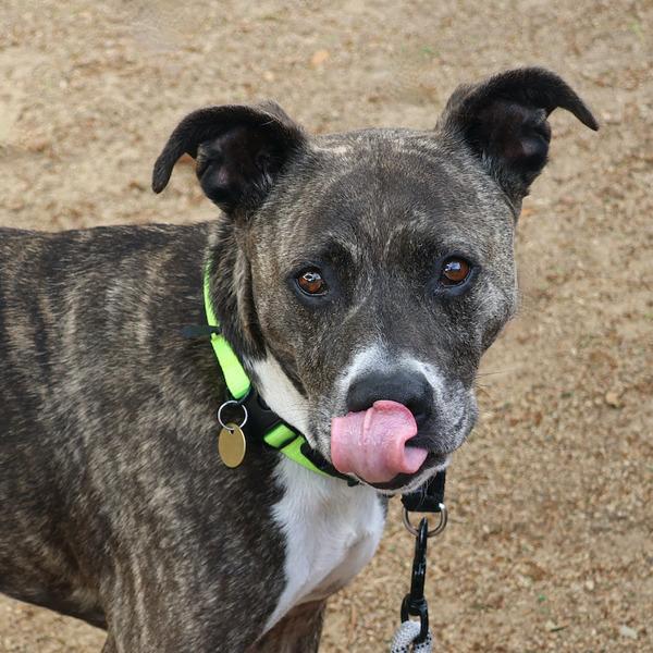 Nena, a Adoptable mixed breed in Oakland, CA image 6/6