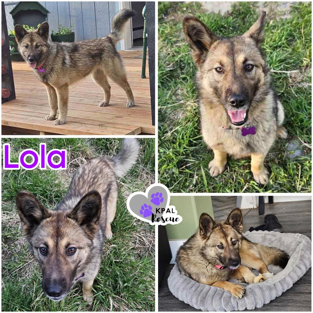 Lola, Adoptable, Adult Female Mixed Breed & Mixed Breed.