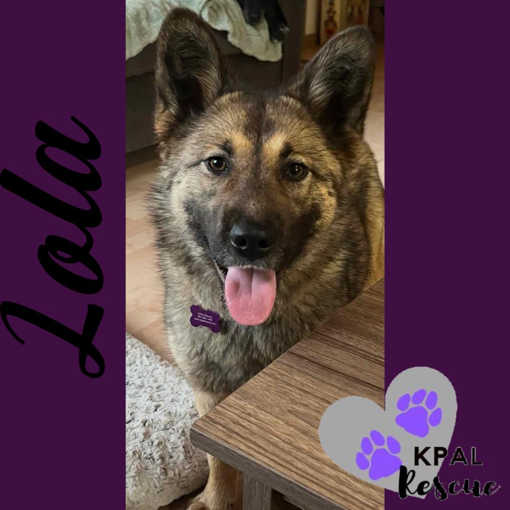 Enlarge Lola, a Adoptable mixed breed in Kenai, AK image 2/2