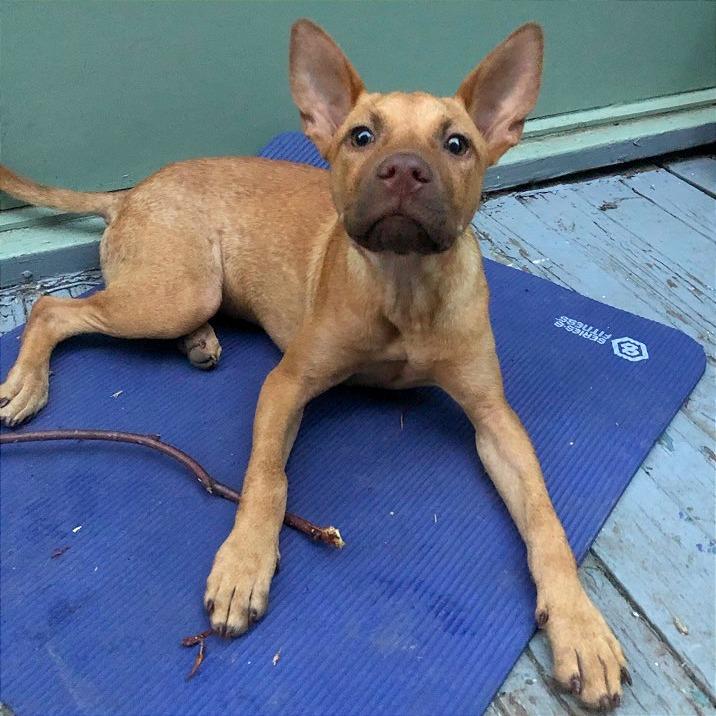 Morgan aka Kaya, Adoptable, Young Female Mixed Breed.