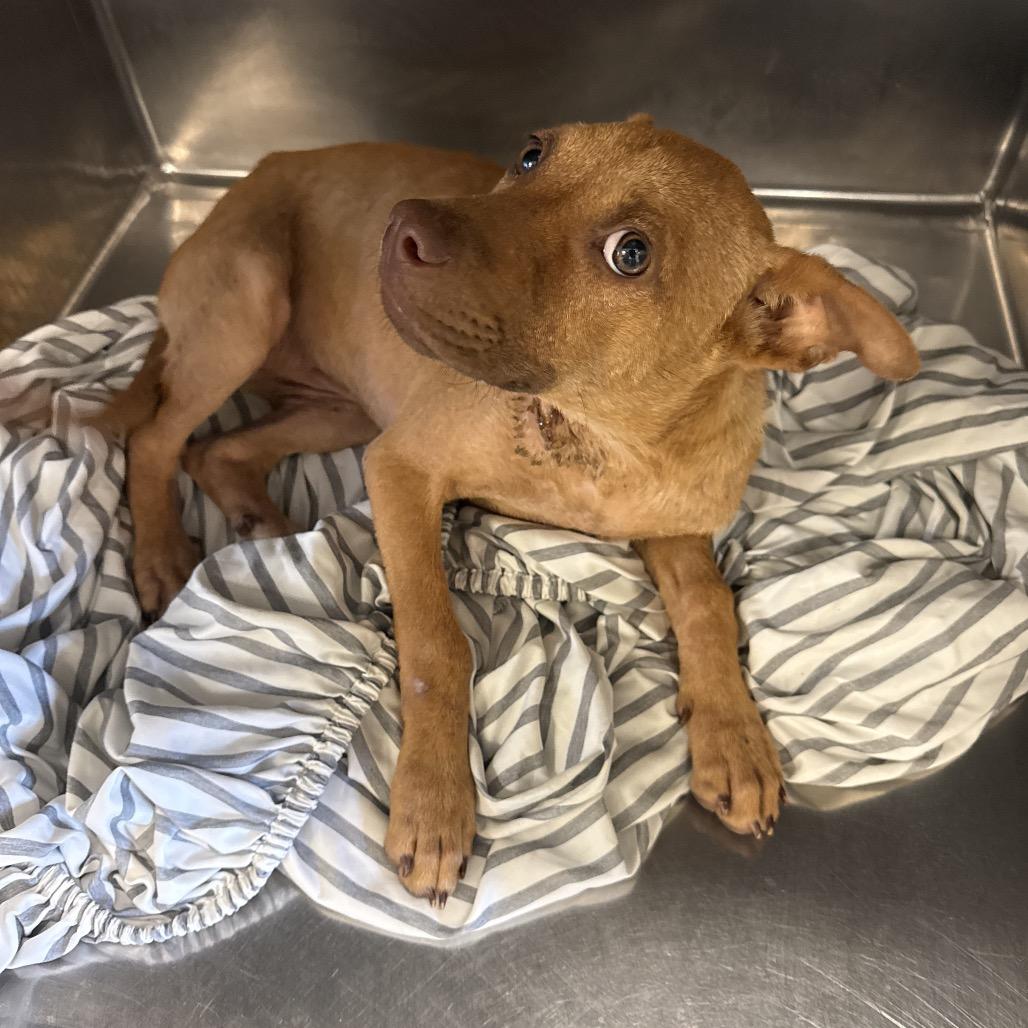 Enlarge Morgan aka Kaya, a Adoptable Mixed Breed in Memphis, TN image 2/6