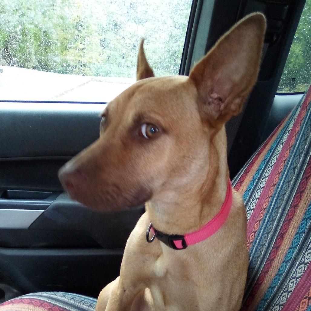 Enlarge Morgan aka Kaya, a Adoptable Mixed Breed in Memphis, TN image 3/6