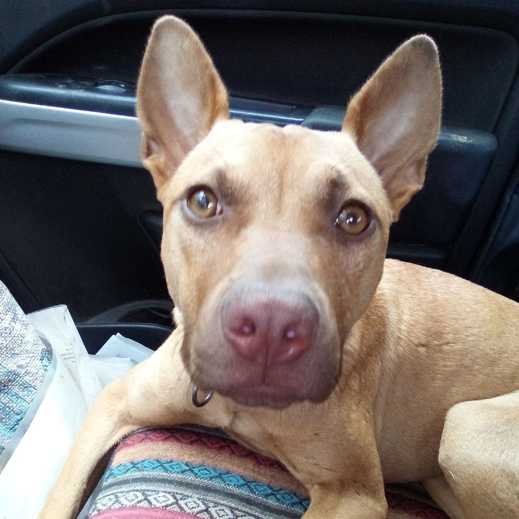 Enlarge Morgan aka Kaya, a Adoptable Mixed Breed in Memphis, TN image 3/6