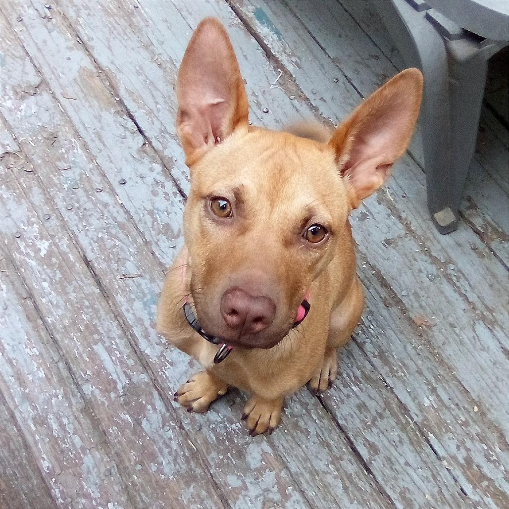 Enlarge Morgan aka Kaya, a Adoptable Mixed Breed in Memphis, TN image 4/6