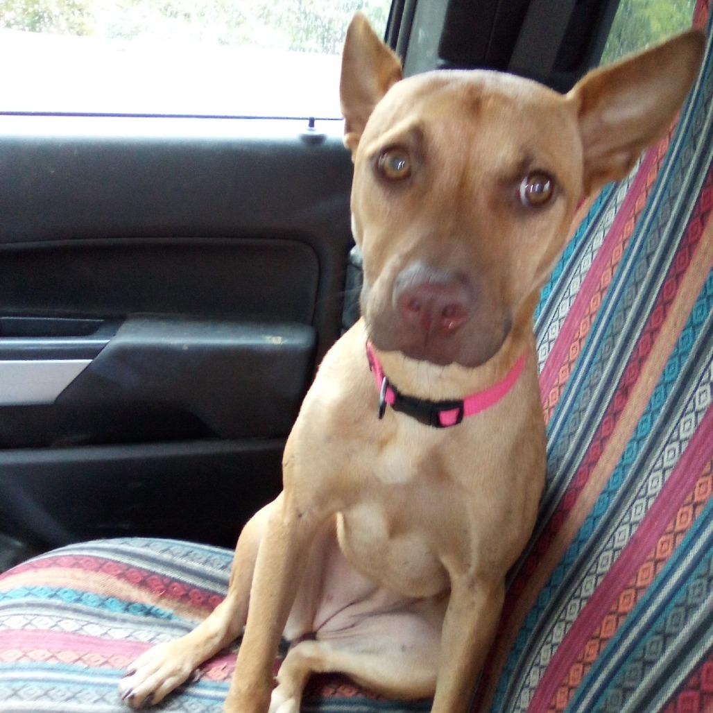 Enlarge Morgan aka Kaya, a Adoptable Mixed Breed in Memphis, TN image 4/6